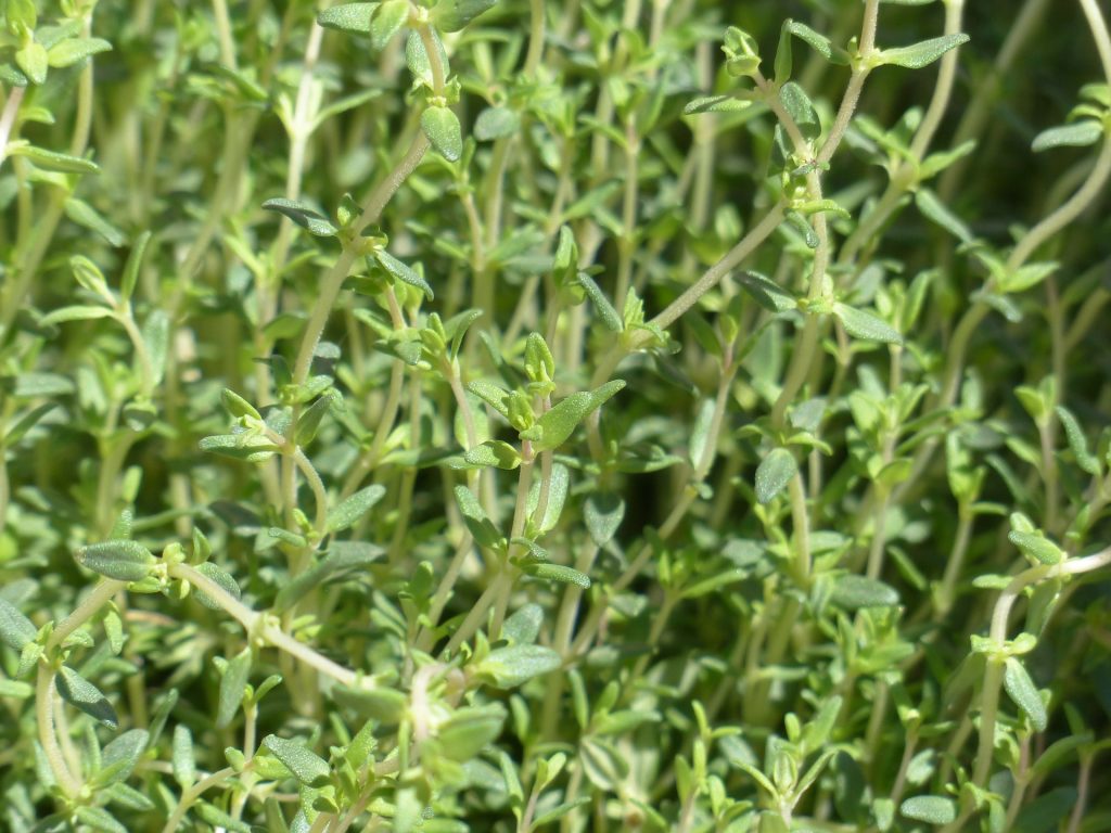 Kakukkfű