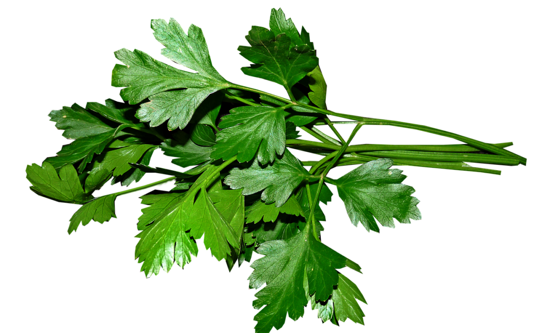 Petrezselyem
