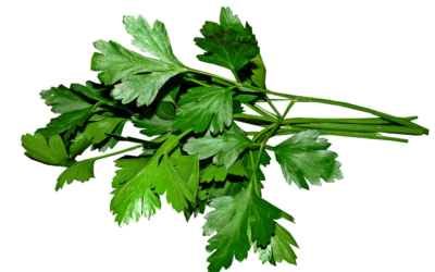 Petrezselyem