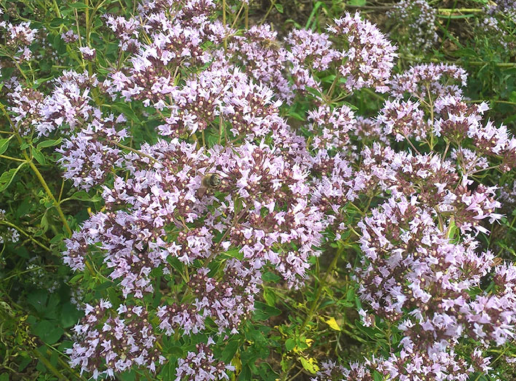 szurokfű