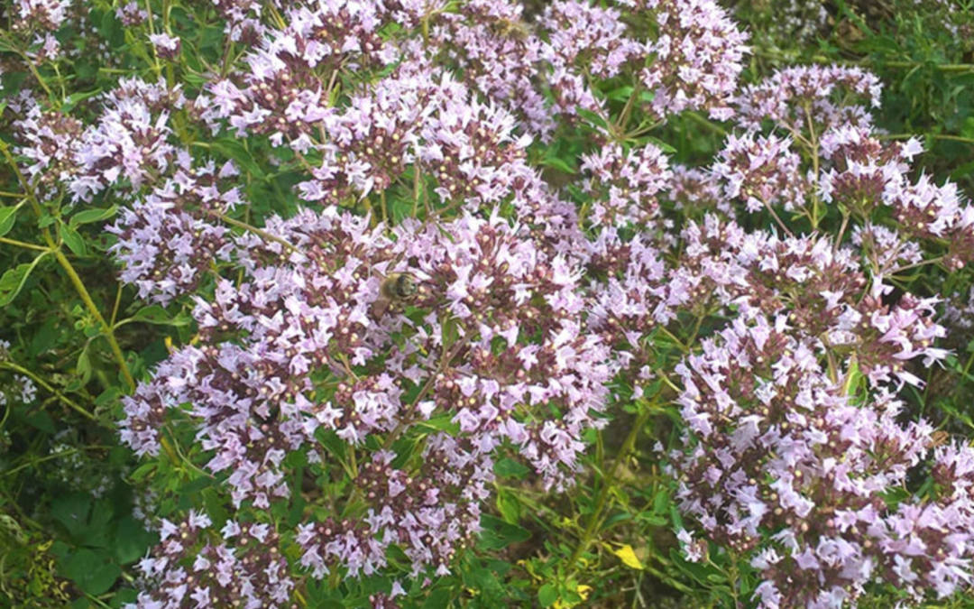 Szurokfű