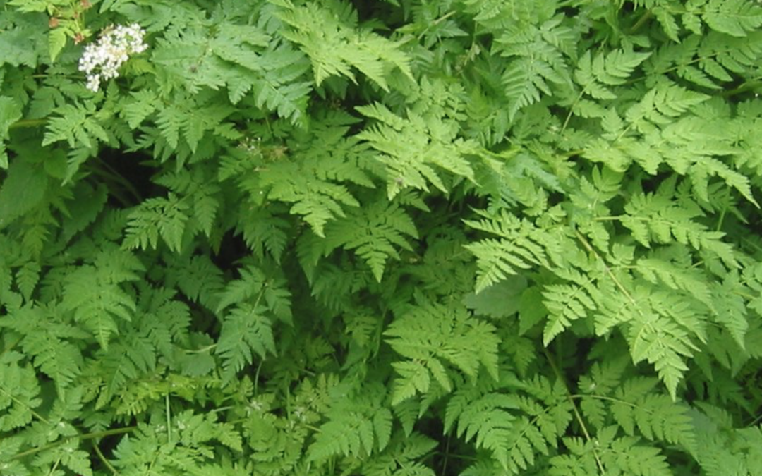 Turbolya